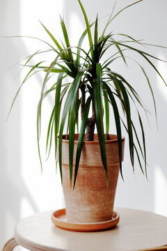 Tropical potted plants on stool in a loft