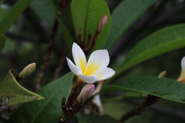 white frangipani flowers are very beautiful and soothing