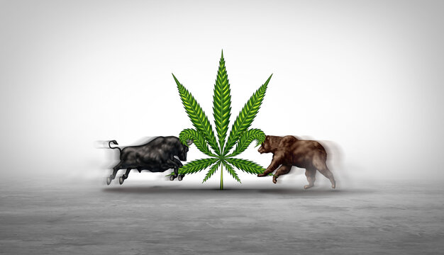 Marijuana stocks and investing in cannabis stock as a business selling and buying pot and weed equity on the stock market with a bear and bull creating financial pressure