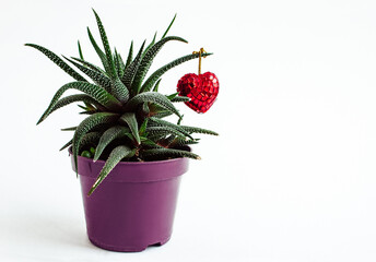 Small green succulent plant in a purple flower pot decorated with single tiny red heart. Love theme...