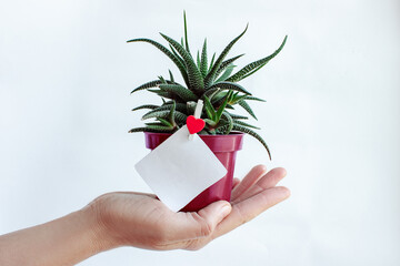 Hand holding small succulent in flower pot with empty sheet of paper for romantic message. Red wooden heart on clothes pin. White background. DIY congratulation for Love Theme.