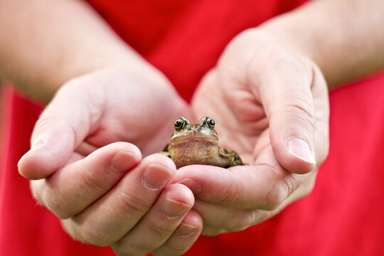 Man holding a British/English Common frog looking at camera