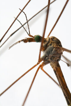 Macro of a giant mosquito