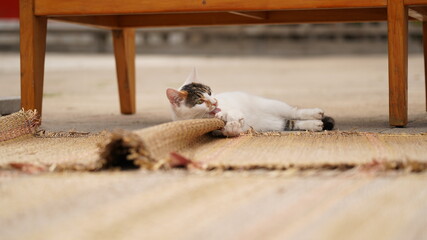 Relaxed cat on rug