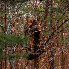 wild boar in autumn forest