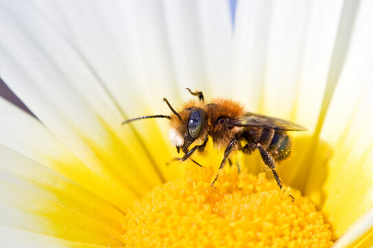 Bee with mustache grooming