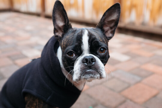 Bruce the Boston Terrier in his hoodie