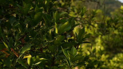 close up citrus tree