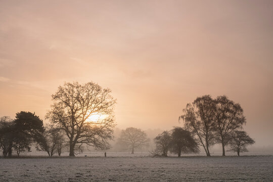 Sunrise through fog on a frosty morning. Santon Downham, Norfolk, UK.