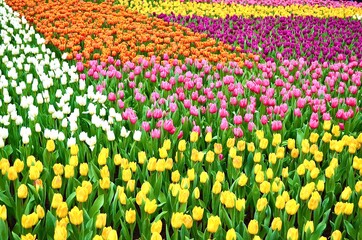 Fototapeta premium A huge flower bed of Tulips in the city park.