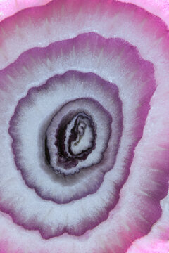 closeup macrophotograph of slice of red onion showing colors, patterns, textures