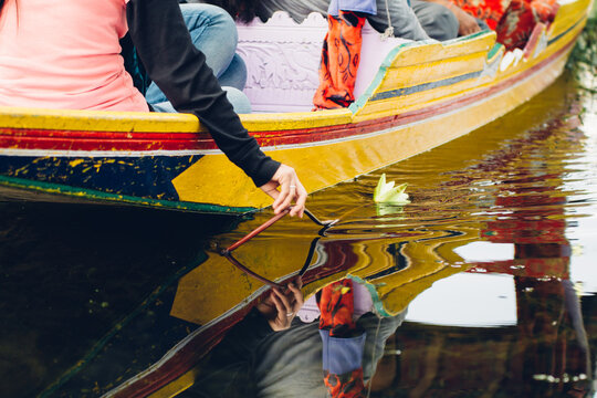 A caucasian woman's hand drops a lotus flower into the water, from the side of a shikara boat