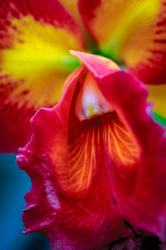 orchid with buck teeth