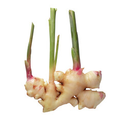 fresh Ginger root isolated on a white background. © kaiskynet