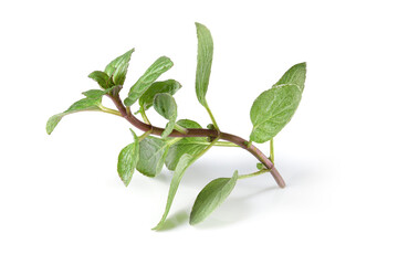 fresh Oregano herb isolated on white background.