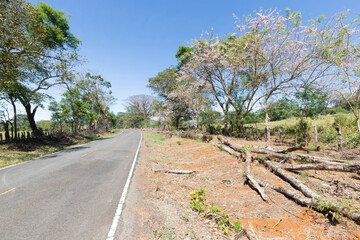 Fototapeta na wymiar Panama Las Lajas, tree lined road to the beach