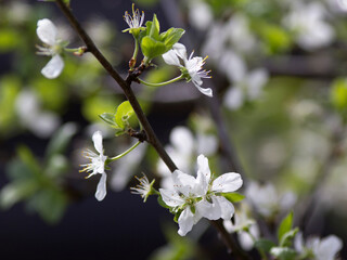Cherry branch during spring flowering