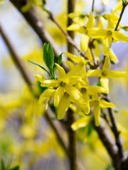 Bright flowering of forsythia in early spring