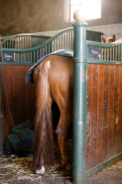 back of horse in stable