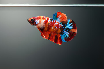 Betta fish Koi galaxy nemo fancy Siamese fighting fish in fish tank - obrazy, fototapety, plakaty