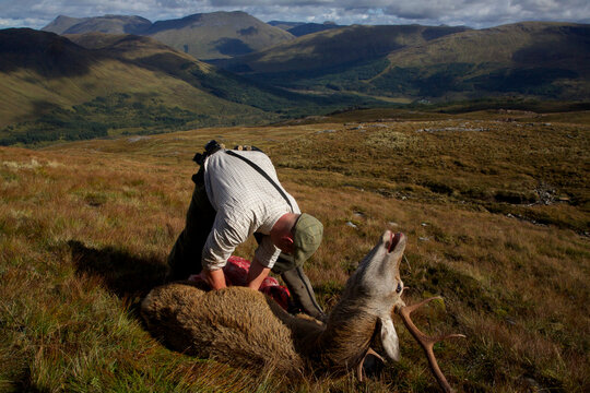A stalker guts a red deer stag in front of a scottish landscape