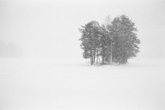 A group of trees a foggy and snowy day at the lake