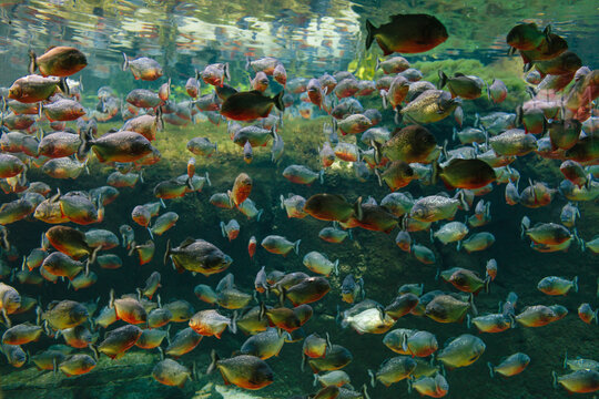 Piranhas