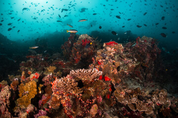 Naklejka na ściany i meble Underwater photography, scuba divers swimming among colorful reef ecosystem surrounded by tropical reef fish. Colorful reef life, tropical ocean scene