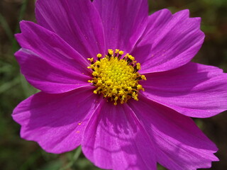 Fototapeta premium コスモス