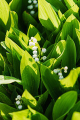 lily of the valley in the garden