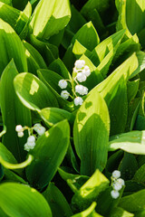 lily of the valley in the garden
