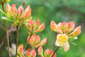 magnolia flowers in the garden
