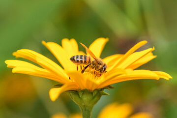 Bee and flower. Close up of a large striped bee collecting pollen on a yellow flower on a Sunny bright day. Macro horizontal photography. Summer and spring backgrounds.