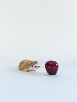 Hedgehog and apple