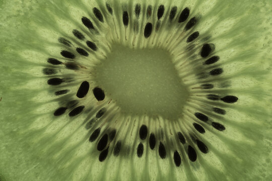 Closeup macrophotograph of a slice of kiwi fruit texture seeds patterns inside