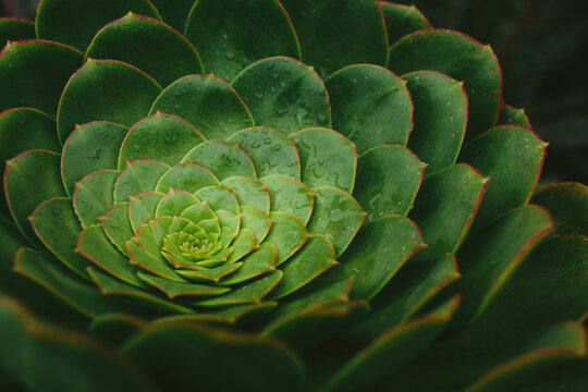 succulent close-up