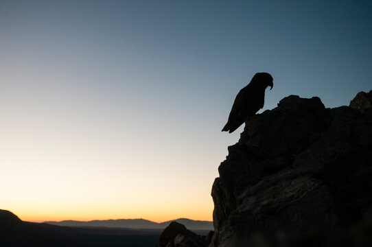 Kea, alpine parrot, Aoraki / Mt Cook National Park, New Zealand.