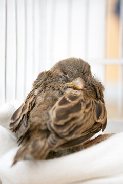 Little sparrow sleeping in a cage