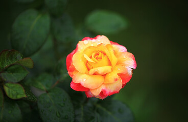 Art photo rose isolated on the natural blurred background. Closeup. For design, texture, background. Nature. Drops of morning dew on rose petals. Home garden.
