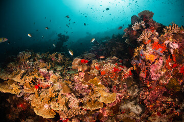 Naklejka na ściany i meble Underwater photography, scuba divers swimming among colorful reef ecosystem surrounded by tropical reef fish. Colorful reef life, tropical ocean scene