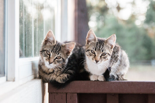 Kittens