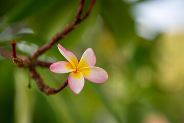 Obraz na płótnie Canvas pink frangipani flower