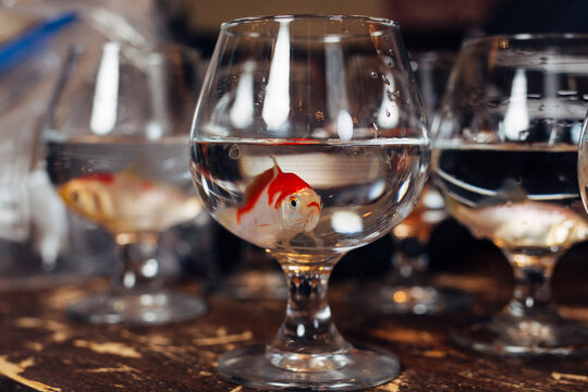 Ornamental gold fish in a wine glass