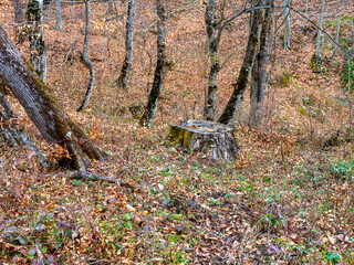 Autumn walks in the park, on tourist routes .