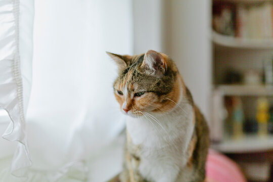 Pensive tabby cat sits in front of window