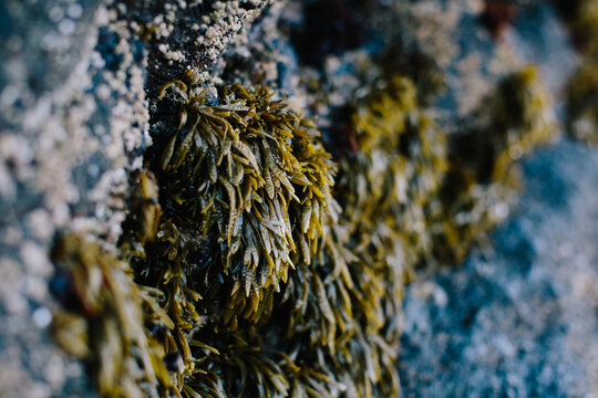 seaweed on Oregon coast