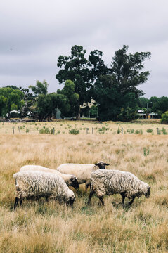 Sheep, Cheviot, New Zealand.