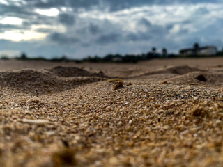 Grains of sand in the beach