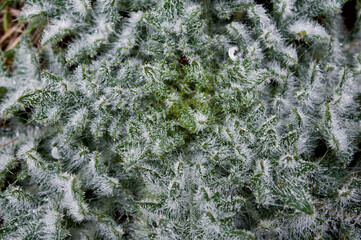 Plants covered with dew