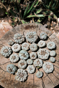 Peyote cactus buttons sitting on a log